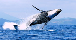Humpback Whales Las Terrenas Samana V01